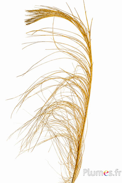 Fasan Hoki - 45-50 cm - gold